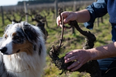 Projet mains de vignerons de l'AOC Touraine. Domaine des Pierrettes, Gilles Tamagnan, vigneron à Rilly-sur-Loire.