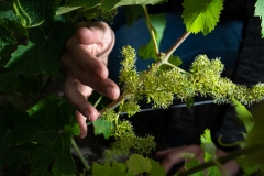 Projet mains de vignerons de l'AOC Touraine. Domaine Sauvete, à Monthou/Cher (41).