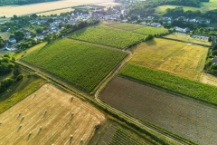 Paysages de vignes sur la commune d'Angé , AOC Touraine.