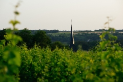 Paysages de vignes sur la commune d'Angé , AOC Touraine.