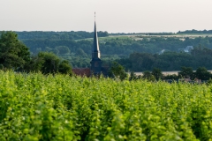 Paysages de vignes sur la commune d'Angé , AOC Touraine.