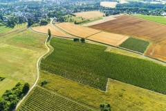 Paysages de vignes sur la commune de Francueil, AOC Touraine.