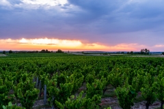 Paysages de vignes sur la commune de Saint Julien de Chédon (41).