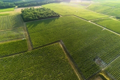 Paysages de vignes sur la commune de Thésée , AOC Touraine.