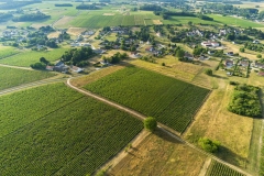 Paysages de vignes sur la commune de Thésée , AOC Touraine.
