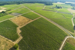 Paysages de vignes sur la commune de Thésée , AOC Touraine.