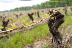 Visite du domaine viticole de Raphael Midoir à Chémery (41) à l'occasion des rencontres Val de Loire Millésimes. Une cinquantaine de journalistes sont invités à decouvrir le terroir et déguster les vins de l'AOC Touraine.