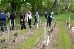 Visite du domaine viticole de Raphael Midoir à Chémery (41) à l'occasion des rencontres Val de Loire Millésimes. Une cinquantaine de journalistes sont invités à decouvrir le terroir et déguster les vins de l'AOC Touraine.