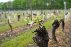 Visite du domaine viticole de Raphael Midoir à Chémery (41) à l'occasion des rencontres Val de Loire Millésimes. Une cinquantaine de journalistes sont invités à decouvrir le terroir et déguster les vins de l'AOC Touraine.