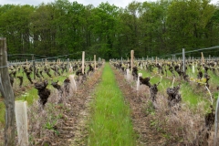 Visite du domaine viticole de Raphael Midoir à Chémery (41) à l'occasion des rencontres Val de Loire Millésimes. Une cinquantaine de journalistes sont invités à decouvrir le terroir et déguster les vins de l'AOC Touraine.