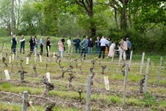 Visite du domaine viticole de Raphael Midoir à Chémery (41) à l'occasion des rencontres Val de Loire Millésimes. Une cinquantaine de journalistes sont invités à decouvrir le terroir et déguster les vins de l'AOC Touraine.