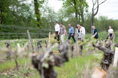 Visite du domaine viticole de Raphael Midoir à Chémery (41) à l'occasion des rencontres Val de Loire Millésimes. Une cinquantaine de journalistes sont invités à decouvrir le terroir et déguster les vins de l'AOC Touraine.