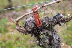 Visite du domaine viticole de Raphael Midoir à Chémery (41) à l'occasion des rencontres Val de Loire Millésimes. Une cinquantaine de journalistes sont invités à decouvrir le terroir et déguster les vins de l'AOC Touraine.