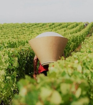 Vendanges 2020 : un millésime forcément historique !